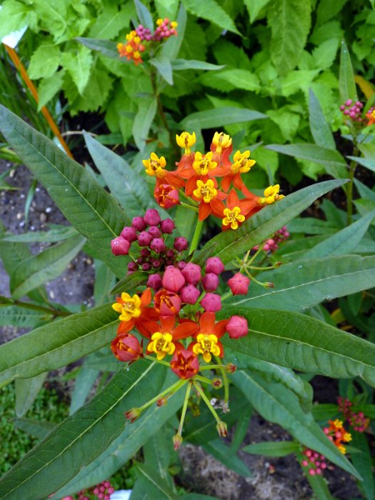 Asclepias curassavica 'Red Butterfly'